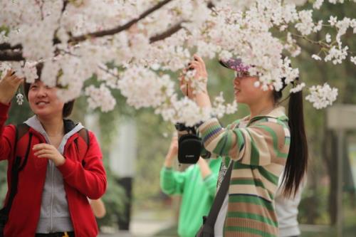 华中农业大学樱花树下